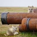 Two arctic fox pups climbing on pipes.